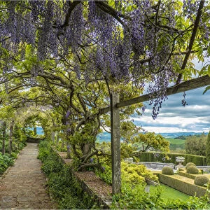 europe, Italy, Tuscany. the wisteria of la foce gardens near to Chianciano Terme