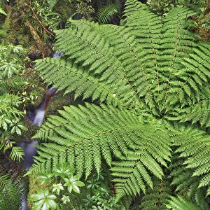 Fern in rainforest - New Zealand, South Island, Southland, Fiordland, Cleddau River