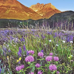 Flower meadow with wild bergamots and lupines - Canada, Alberta