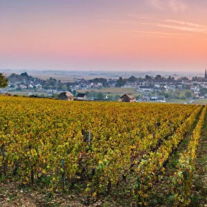 France, Bourgogne-Franche-Comte, Burgundy, Cote-d Or, Meursault