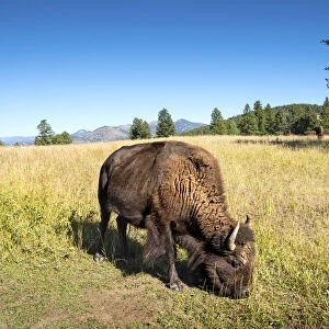 Genesee Park, Colorado, American Bison Grazing, Rocky Mountains