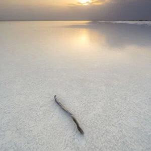 Isolated wood stick in salt desert on Lake Karum at sunset, Dallol, Danakil Depression