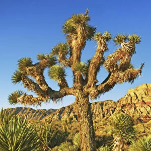 Joshua tree in Red Rock Canyon - USA, Nevada, Clark, Red Rock Canyon - Red Rock Canyon