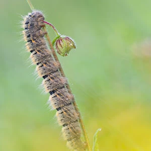 Lasiocampa trifolii, caterpillar, Vobbia, Italy