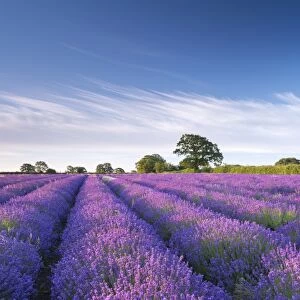 Lavender field in flower, Faulkland, Somerset, England. Summer (July) 2014