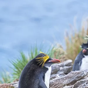 A macaroni penguin (Eudyptes chrysolophus), East Falkland, Falkland Islands