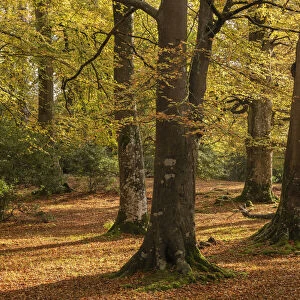 Mature deciduous woodland in the New Forest National Park, Hampshire, England