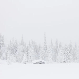 Mist on the snowy forest, Levi, Kittila, Lapland, Finland