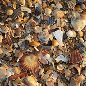 Portugal, Algarve, Lagos, Sea shells on beach