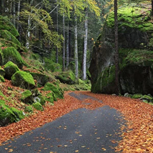 Road passing throught Masino Forest in autumn, val Masino, province of Sondrio, Lombardy
