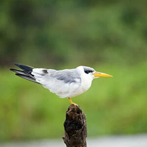 South America, Brazil, Mato Grosso, Pantanal, Large-billed Tern, Phaetusa simplex