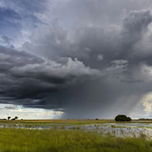 Storm and rain cloud over grassland during the rainy season, Liuwa Plain National Park, Zambia