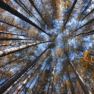 Trees to the sky in autumn, Emilian Apennines, emilia romagna, italy