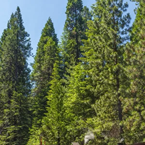 USA, California, Yosemite National Park, Yosemite Mountain Sugar Pine Railroad, Logging