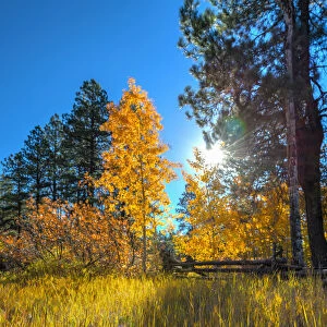 USA, Colorado, Animas River Valley north of Durango near Haviland Lake, Autumn Foliage