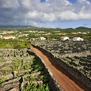 Vineyards inside lava walls at Criacao Velha