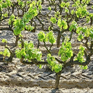 Vineyards at Lau, Palmela. Portugal