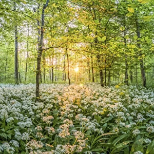 Wild garlic in the forest of the Kuhkopf Knoblochsau nature reserve near Stockstadt, Hesse, Germany