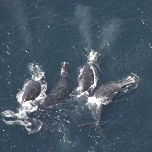 Aerial view of Northern right whales (Balaena glacialis glacialis). Males courting a female. Gulf of Maine, USA. (rr)