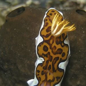 The Brightly coloured Joshis magnificent slug(Chromodoris joshi) seen on the reefs off Pemba