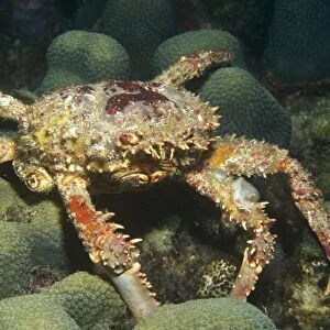Clinging crab (Mithrax spinosissimus). crawling over coral reef with all parts visible, Honduras, Caribbean
