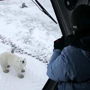 Curious Polar Bear (Ursus maritimus) inspects the photographer near Churchill, Manitoba, Canada