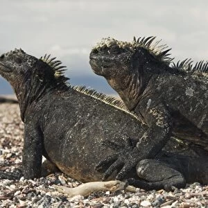 The endemic Galapagos marine iguana (Amblyrhynchus cristatus) in the Galapagos Island Archipeligo, Ecuador. This is the only marine iguana in the world, with many of the main islands having its own subspecies. Pacific Ocean. This iguana is