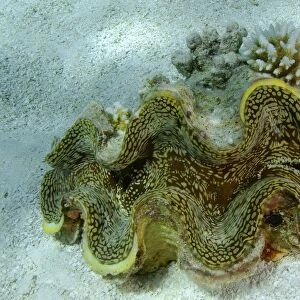 Giant fluted clam on sandy bottom, Tridacna squamosa, Namu atoll, Marshall Islands (N. Pacific)