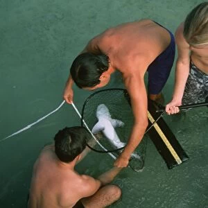 Graduate students measuring a sandbar shark pup (Carcharhinus plumbeus) for scientific research, Kaneohe Bay, Oahu, Hawaii (N