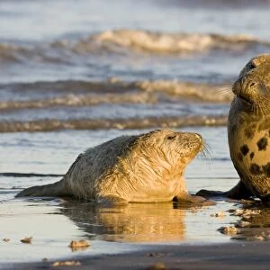 Grey Seal (Halichoerus grypus) pup in lanugo coat next to mother, Lincolnshire, UK (RR)