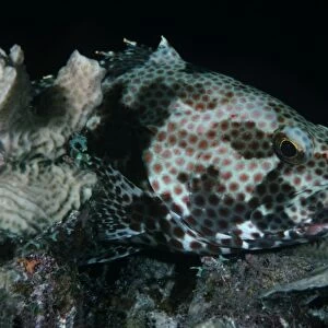 Grouper (Cephalopholis sp. ). Caribbean