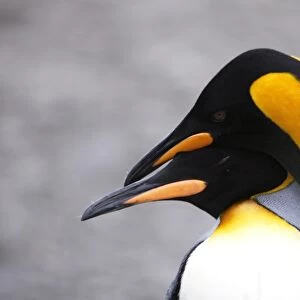 King penguin (Aptenodytes patagonicus) pair courtship in colony of nesting animals numbering between 70, 000 and 100, 000 nesting pairs on Salisbury Plain on South Georgia Island, South Atlantic Ocean