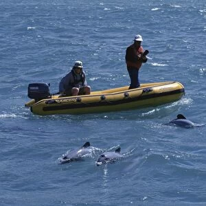 New Zealand Whale and Dolphin Trust working with Hectors dolphins (Cephalorhynchus hectori) Akaroa, South Island: New Zealand