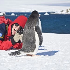 Photographer with an adult gentoo penguin (Pygoscelis papua) on Barrentos Island in the Aitcho Island Group, South Shetland Islands, Antarctica. Southern Ocean
