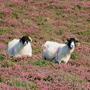sheep in blooming heather on blencathra in the Lake District UK