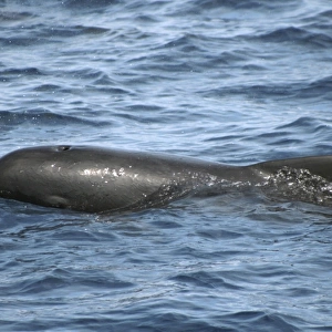 Short-fin Pilot Whale at the surface. Azores, North Atlantic