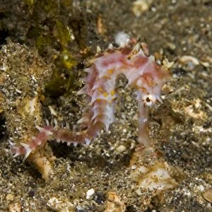 Thorny seahorse (Hippocampus histrix), Lembeh Strait, Indonesia, 26-4-06