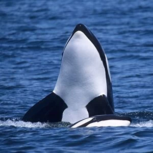 Transient, Killer whale, Orcinus orca, spy hop, Monterey bay, California, Pacific ocean, USA, National marine