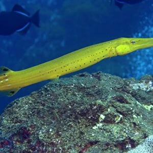 Trumpetfish, Aulostomus maculatus, yellow phase, St. Peter and St. Paul rocks, Brazil, Atlantic