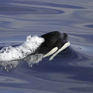 Young Orca (Orcinus orca) surfacing in Chatham Strait, southeast Alaska, USA
