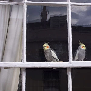 England West Sussex Shoreham-By-Sea Two Cockatiels