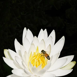 FL - Water Lily and Honey Bee 4