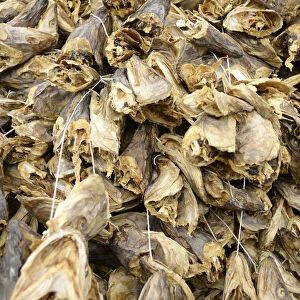 Norway, Troms, Havnnes, Air dried Stockfish cod heads primarily for West Africa, principally Nigeria, where they are used in soup