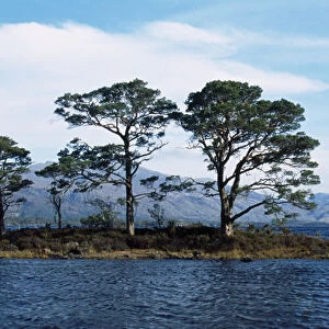 Scotland, Highlands, Loch Maree, View across Loch Maree towards a small island with trees growing on it. Slioch mountain in the distance