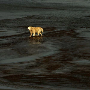 A dog walks on East Strand beach in the town of Portrush near the Giants Causeway