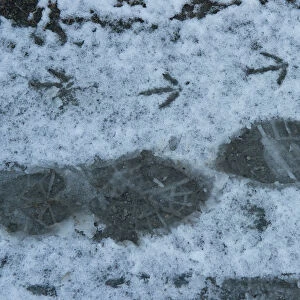 Footprints from a pheasant and birdwatcher in the snow at a Ex M