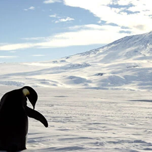 A foraging Emperor penguin preens on snow-covered sea ice around the base of the active