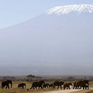 Mount Kilimanjaro in the distance, as elephants walk in Amboseli National park