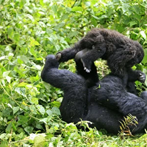 A mountain gorilla plays with a young gorilla in a clearing in Virunga national park in