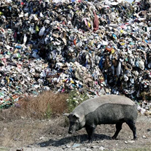 Pig is pictured in front of a pile of rubbish at a landfill of Porto Romano in Durres